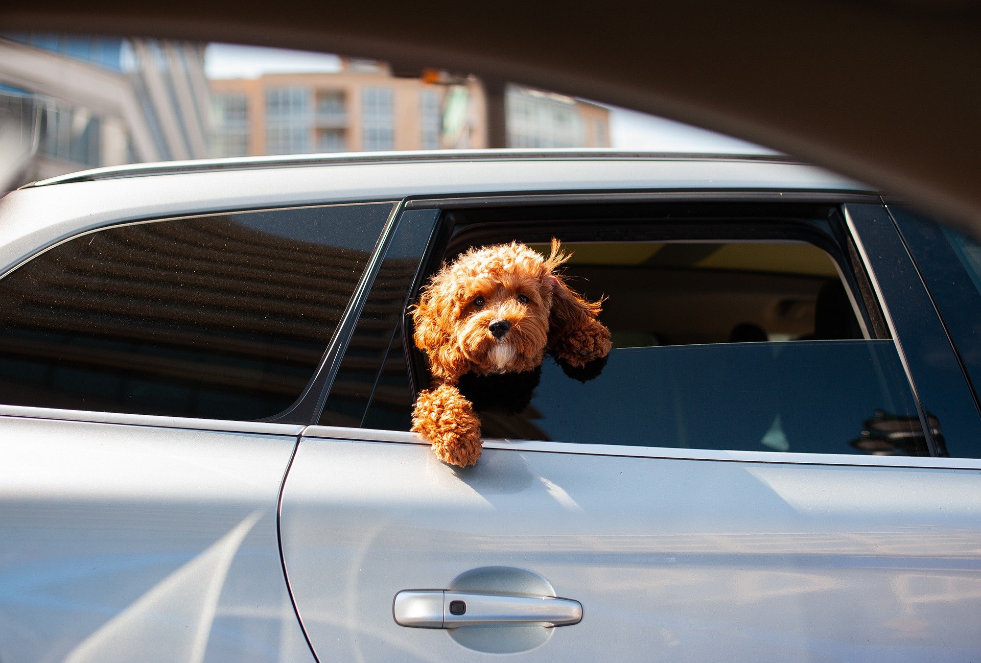犬連れOKのタクシーはある？利用する際のマナーや送迎サービス、送迎条件